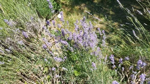 Butterfly Footage Video stock 311947237