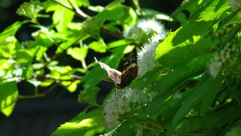 Butterfly foraging a Eastern ninebark flower, flapping wings, slow motion Stock-Footage 114824414