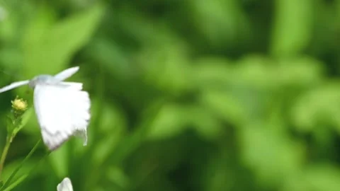 Butterfly Foraging on White Flower and Departing in Slow Motion 스톡 동영상 342587066