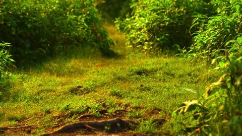 Butterfly in the forest against the background of summer grass Stock Footage 79388423