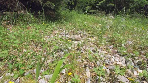 Butterfly in the forest during a flight Video stock 111972803