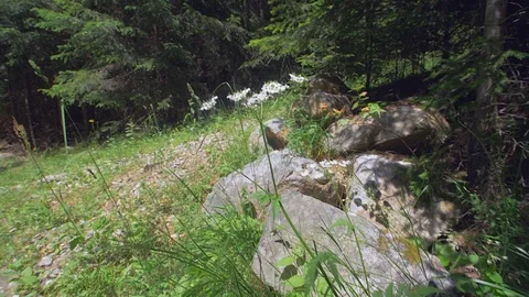 Butterfly in the forest during a flight Video stock 111973141