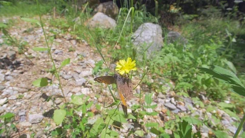 Butterfly in the forest during a flight Stock Footage 111973406
