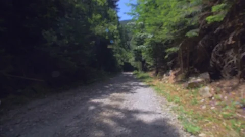 Butterfly in the forest during a flight Video stock 111973550
