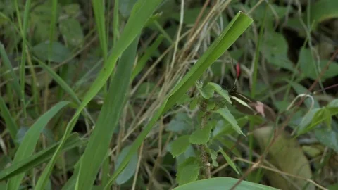 Butterfly in the forest Stock Footage 81051967