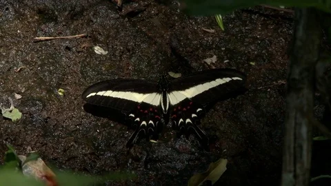 Butterfly in the forest Stock Footage 81055062