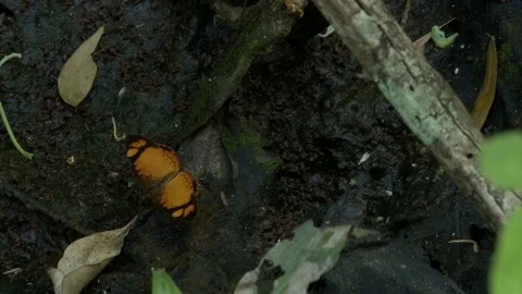 Butterfly in the forest Video stock 82846527