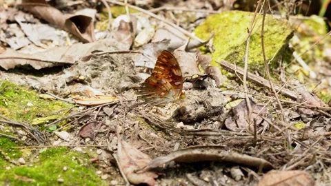 Butterfly in the forest. Stock Footage 310974229