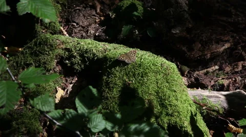 Butterfly forest timelapse background2 스톡 동영상 1066406