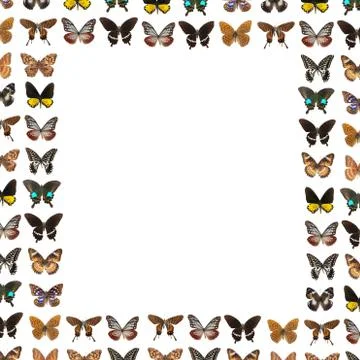 Butterfly frame background Stock Photos