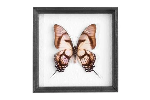 The butterfly in a frame on a white background Stock Photos