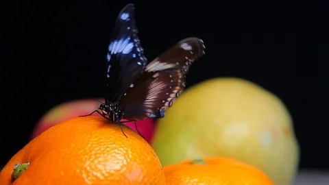 Butterfly fruit dark background hd footage Stock Footage 108209626