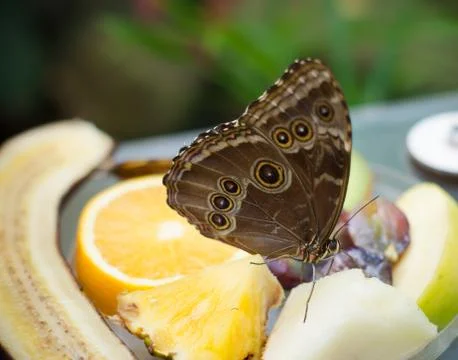Butterfly on fruit Stock Photos