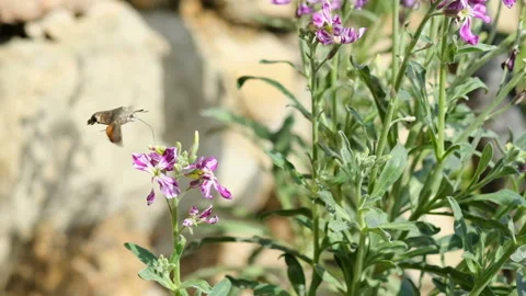 Butterfly Galio's Sphinx while collect pollen nectar from a flower,animal insect Stock Footage 149241388