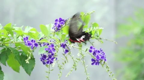 Butterfly in the garden Stock Footage 66421341