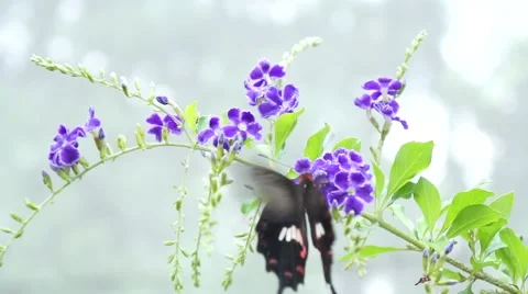 Butterfly in the garden Stock Footage 66422436