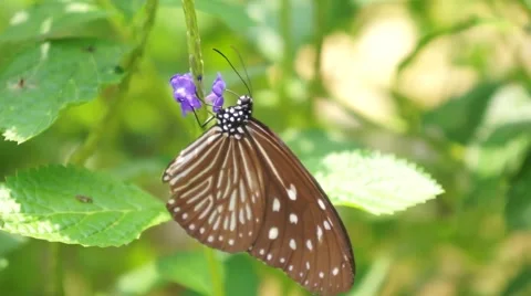 Butterfly in the garden Stock Footage 66423069