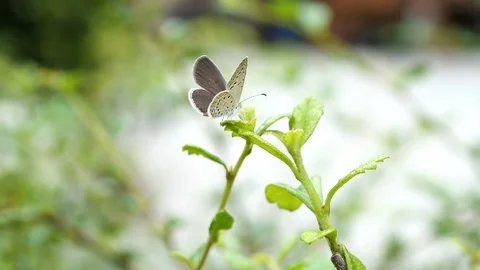 The butterfly in garden Vidéo 91485208