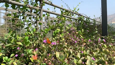 Butterfly in garden Stock Footage 214094562