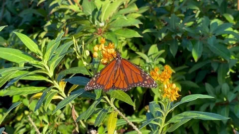 Butterfly in Garden Stock Footage 231694240