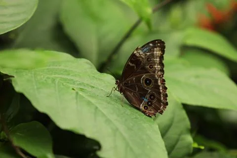 Butterfly in the garden Stock Photos