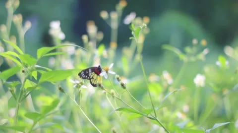 Butterfly Gathering Nectar from Spring Blossoms in a Vibrant Close-Up Video stock 341923828