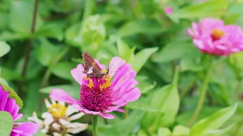 Butterfly Gathering Pollen Stock Footage 78771362
