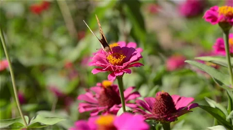 Butterfly  Gathering Pollen, Macro Stock Footage 54328313