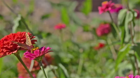 Butterfly  Gathering Pollen, Macro Stock Footage 54329133