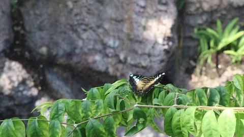 Butterfly gently flapping its wings on a branch. (Slow Motion) 1 Stock Footage 113764566