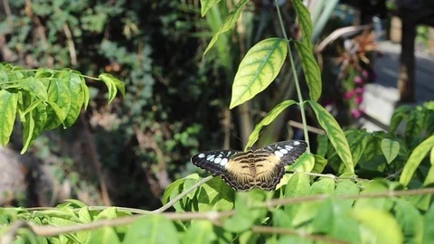 Butterfly gently flapping its wings on a branch. (Slow Motion) 2 Stock Footage 113764586