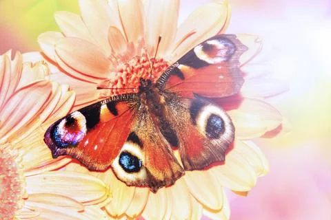 Butterfly on a gerbera flower in diffused light. Stock Photos