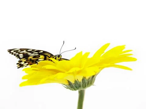 Butterfly on gerbera Stock Photos