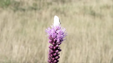 Butterfly gets nectar. Video stock 232599403