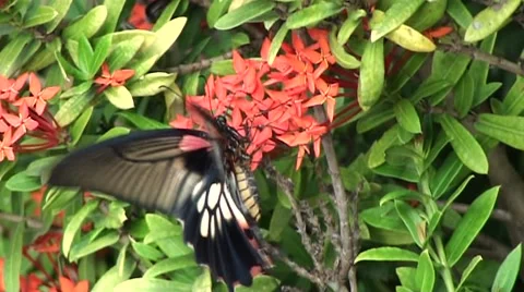 Butterfly gets nectar inside of flower Stock Footage 44062534