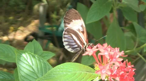 Butterfly getting nectar Stock Footage 10866485