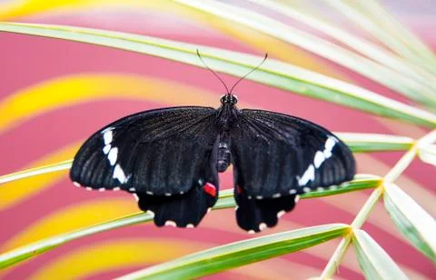 Butterfly Glitter 스톡 사진