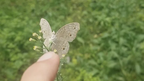 Butterfly Got Thumbs up Stock Footage 305366485