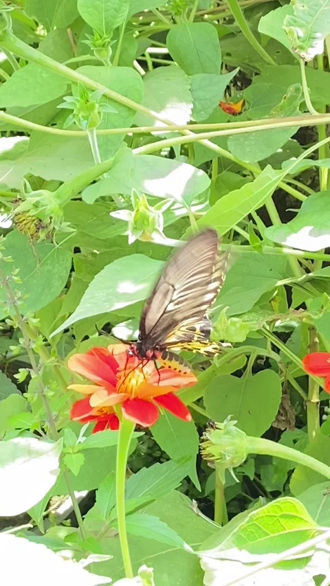 A butterfly gracefully perched on a vibrant orange-red flower. Video stock 297936243