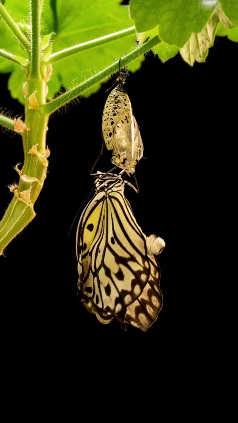 Butterfly gradually escapes its chrysalis in a dramatic real time lapse... Stock Footage 344744976