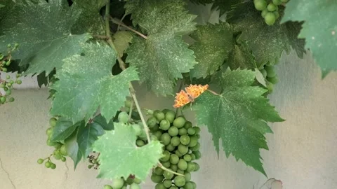 Butterfly on grapes. Video stock 200008514