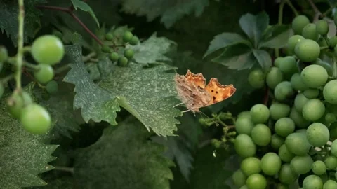 Butterfly on grapes. Stock Footage 200010950