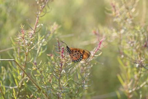 Butterfly on grash brush in datlight Stock Photos
