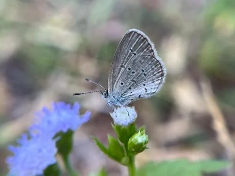 Butterfly on the grass (2) Fotos de archivo