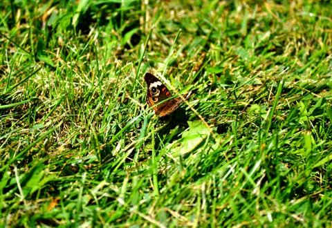 Butterfly on grass background 写真素材