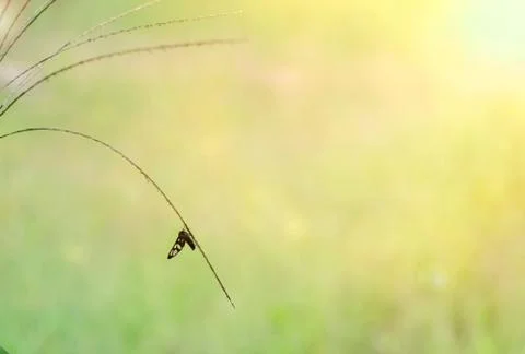 Butterfly on grass blurred background Stock Photos