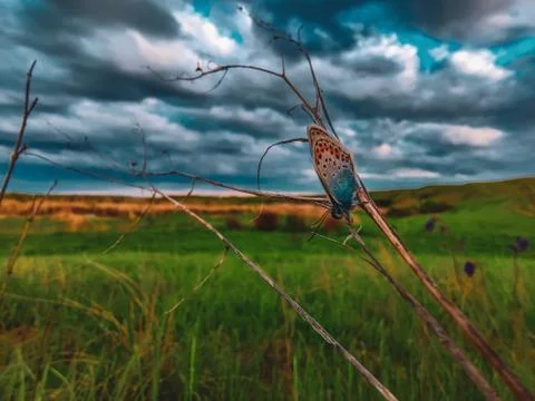 Butterfly on a grass with dramatic sky. macro butterfly in wildlife Photos