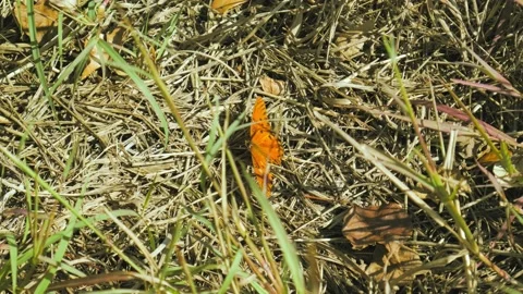 Butterfly on the Grass Floor Stock Footage 224584881