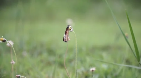Butterfly at grass flower Stock Footage 63766651