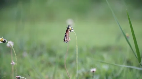 Butterfly at grass flower in slowmotion Stock Footage 63768414